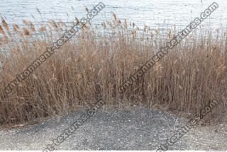 Photo Texture of Grass Tall 0003